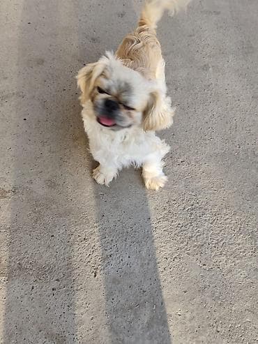 itlerin satisi 2017: Pekines, Ünvandan götürmə — 2