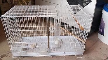 star quşu: Quş qəfəsi – iri ölçülü, metal barmaqlıqlı, ağ rəng - Rahat giriş üçün — 3