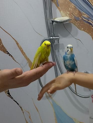 bala haski: Cüt quş 
yumurta maya hazırlaşır
qəfəs yuva 
50 man — 1