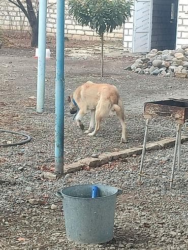 spits itleri: Kanqal, 2 ay, Dişi — 3