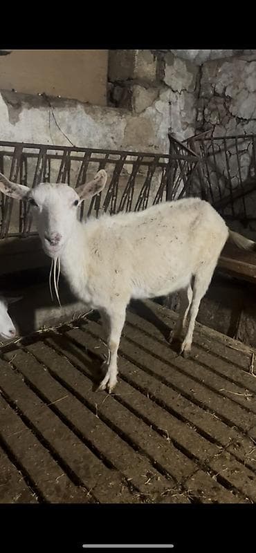 Mal-qara: Dişi, Zanen, il: 4, Damazlıq, Ünvandan götürmə — 2