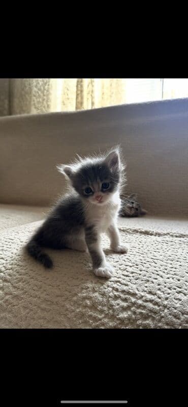 отдам собаку в хорошие руки: В добрые руки — 1