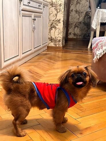 İtlər: Pekines, 6 ay, Dişi, Peyvəndli — 2