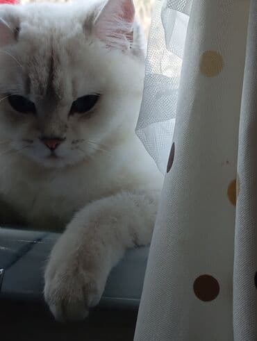 домик для кошки: Şinşilla, Dişi, Yaxşı əllərə, Pulsuz çatdırılma — 2