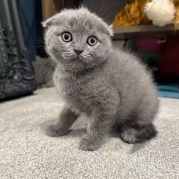 şotlan pişik: Şotland yastı qulaq — 1