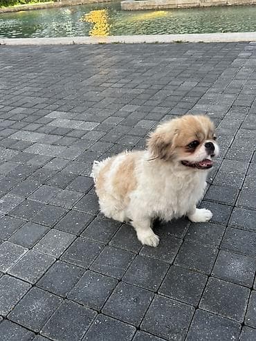 ucuz pekines satilir: Pekines — 2