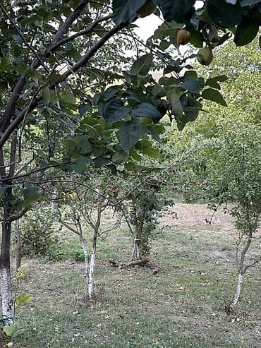 studiya otaq: Tənqaltı, 85 kv. m, 3 otaqlı, Qaz, İnternet, Su — 4