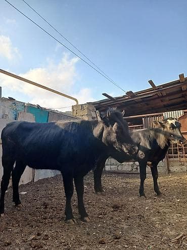 it sekilleri: Qaramal buzovları – 2 baş - Növ: Qara rəngli yerli/xaçlama mal-qara — 4