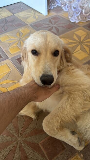 Gəmiricilər: Retriever, 10 ay, Erkek, Ünvandan götürmə, Ödənişli çatdırılma — 1