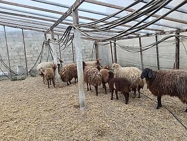 cau cau iti: Dişi, Qala, il: 1, 50 kq, Damazlıq, Ünvandan götürmə — 2