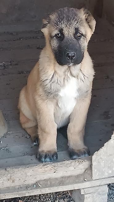 itlərin cütləşdirilməsi: Kanqal — 3