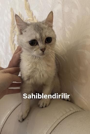 Şinşilla, Dişi, Yaxşı əllərə