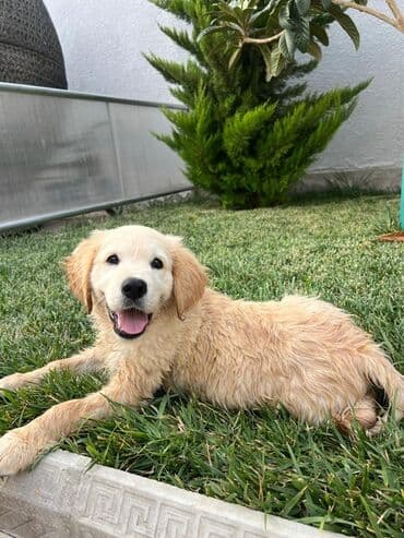 golden retriever qiyməti: Retriever, 2 ay, Erkek — 1