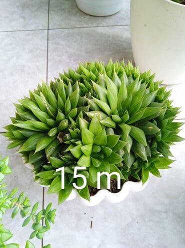 Buket güllər: Sukulənlər – müxtəlif növlər birbaşa qabda - Qab 1: Eyni qabda iki — 3