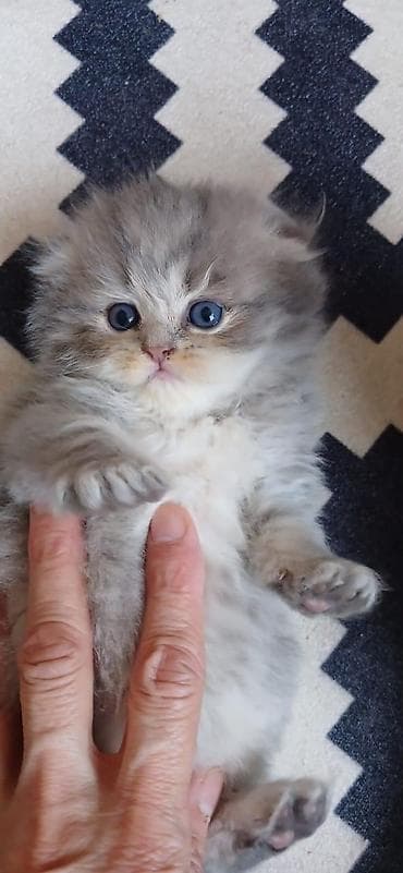 150 ile 800 arasi cins saf qan saqlam pisiklerimiz var sekilde olmayan — 10