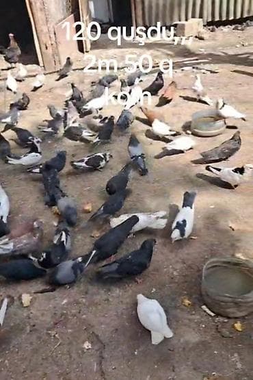 Голуби: 120 ədəd ev göyərçini dəsti - Say: 120 quş - Rənglər: ağ, qara, boz — 1