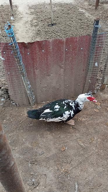 disi alabay: Erkək, | Lal ördək, Ətlik — 2