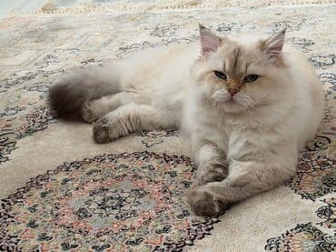 pişik balasi: Britan — 3