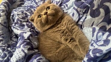 1 azn pişik: Şotland — 2