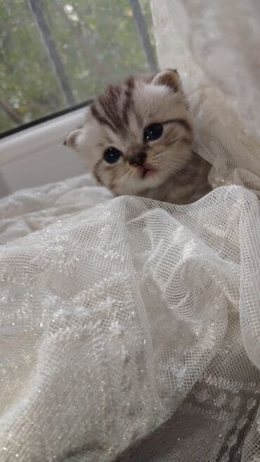 мейн кун купить в баку: Tabbi — 1