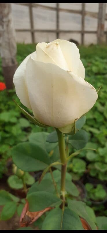 gul adları azərbaycan: Məhsul: Gül kolları (gül fidanları) Təsvir: soyuqa davamlı 2 azn 3 — 4