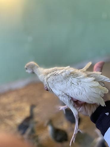 su donuzu: Məhsul: Hinduşka cücələri (pulyoçkalar) Sağlam, seçmə hinduşka — 1