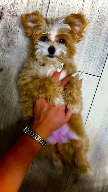 мальтипу купить: 4 ay, Dişi, Peyvəndli, Ünvandan götürmə — 13