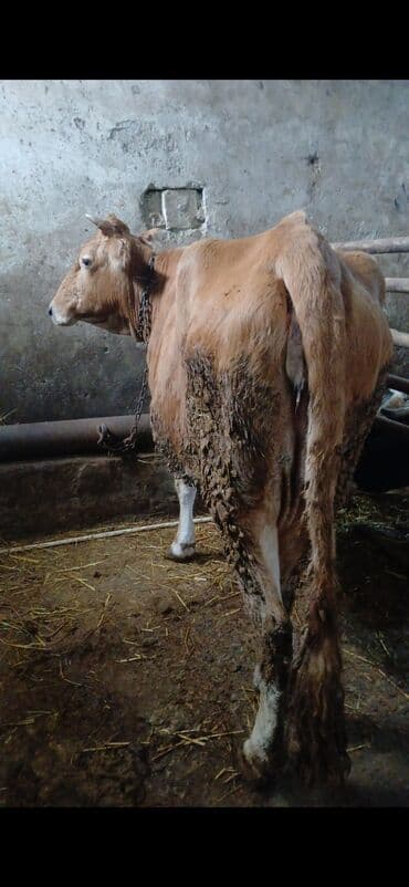 Kənd təsərrüfatı quşları: Qardasdar 11.50 den Keskiye verilir kim isdese yazsn Təsvir: - Rəng — 3