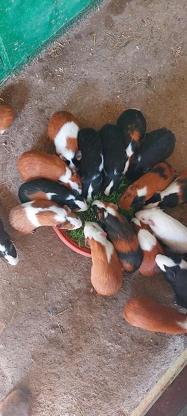 Atlar: Wekilde gorduyunuz Sivinkalar satilir xeyvanlarin saglamliqina — 6