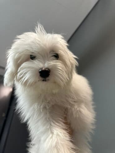 itlər satışı: Malta bolonka, 4 ay, Dişi — 5