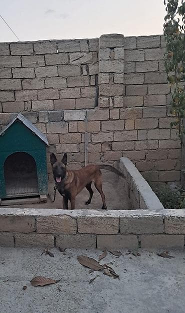 belçika afçarkası: Belçika çoban iti, 2 il, Erkek, Ünvandan götürmə — 2