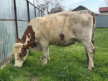 Digər kənd təsərrüfatı heyvanları: Heyvanlar 2ci və 3cü balaya 7aylıq boğazdır. Təmiz qan Smentaldır. Çox — 4