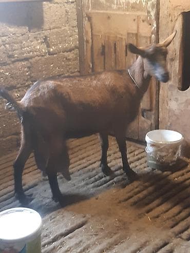 3 AZN-e Keci sudu satilir!!Tam tebiyi ve faydali.(catdirilma var 3