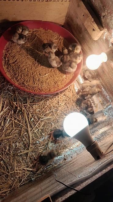 scottish fold satilir: Toyuq cücələri, Ətlik — 2