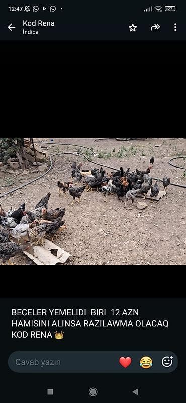 Куры: Курица, Для мяса — 1