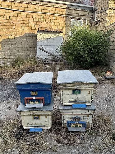 Arılar: Arı yeşikləri satılır 🐝 Şəkildə görünən tipdə arıçılıq üçün yararlı — 1