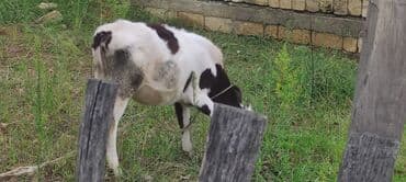 simmental ineklerin satisi: Теленок, Самка, Simental, месяцев: 2, 120 кг, Для молока, Самовывоз — 6