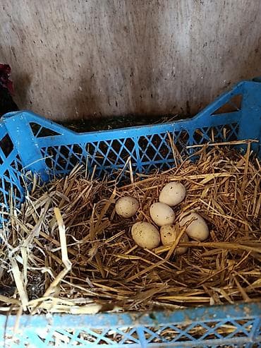 Məhsul: Ev toyuğu yumurtaları Təsvir: - Təbii şəraitdə saxlanılan