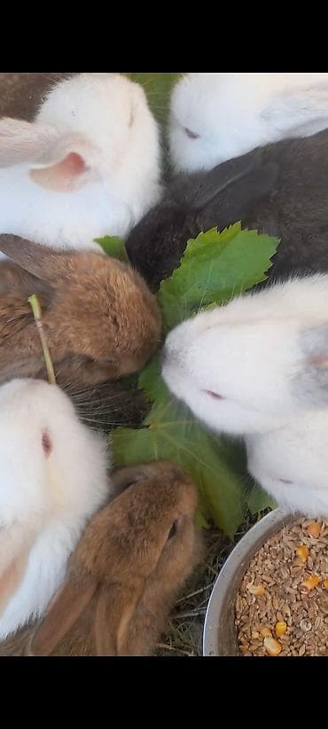 tap.az heyvanlar quba: 1 Aylıq Dovşanlar. Ata Kaliforniya Ana Burgun. Maraqlananlar buyursun — 2