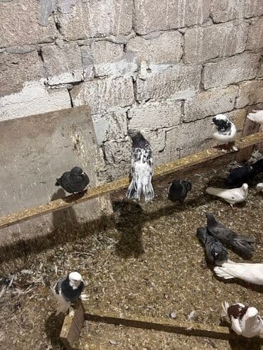 anqut quşu: Məhsul: müxtəlif rəng və naxışlarda ev göyərçinləri Hamisi tutulmadi — 5