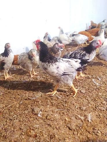 toyuq satilir: Toyuq, Bresse, Damazlıq, Ünvandan götürmə — 2