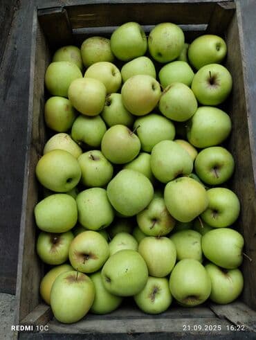 Yaşıl alma – taxta yeşiklərdə - Növ: şirin‑turş dadlı yaşıl/yellowish