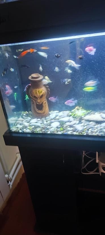 ucuz akvarium baliqlari: Şkafli akvaryum 120 lt içinde 50 balıq moli 2 növglofish neon — 5