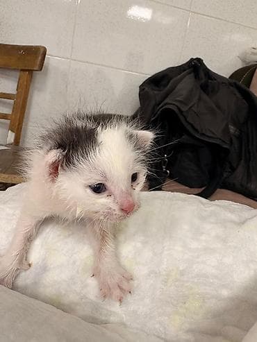 bala pisik adlari: Erkək, Yaxşı əllərə — 3