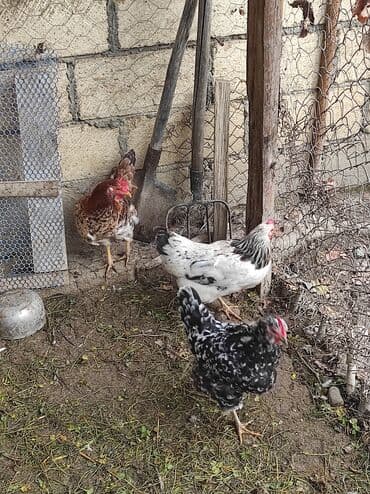 arpa toxumu satışı: Toyuqlar — 2