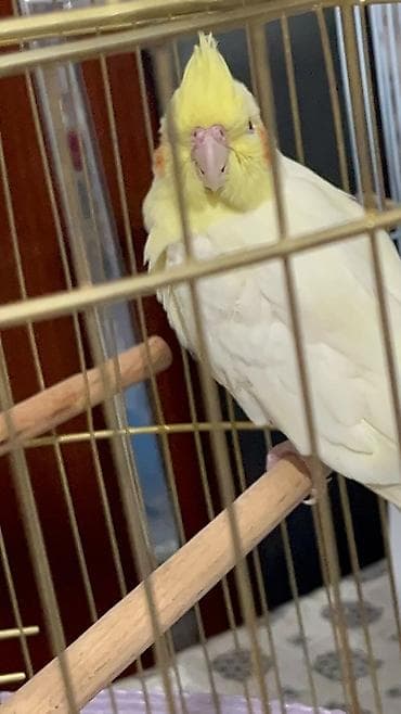 rengli quslar: Növ: Nimfa (cockatiel), lutino rəng карелла попугай (нимфа) окрасом — 2