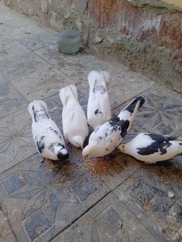 deve quşu: Satılır 5 anan 2 bala Kom 35 manata 3. 4 saat ucurlar unvan xirdalan — 1