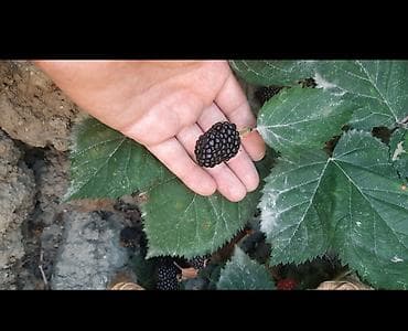 Tikansız xarici böyürtgən tinqləri satılır. Xarici sortdur iri — 8