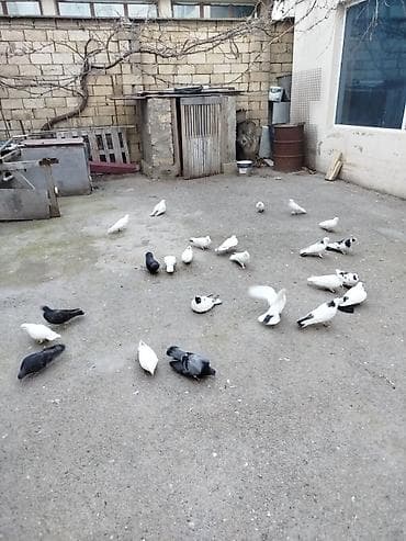 göyərcinlər: Məqsədli uçuşlu göyərçinlər dəsti - Növ: ev göyərçinləri, uçuş və — 4