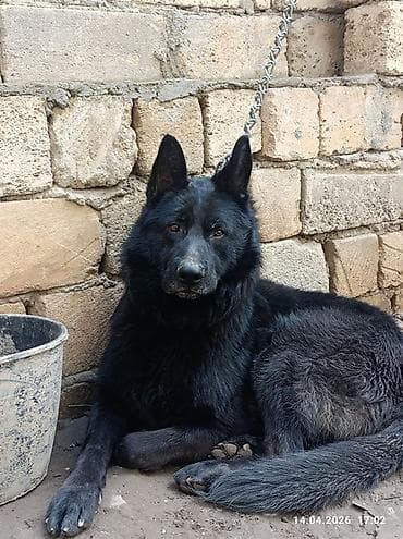 afçarka: Alman çoban iti, 2 il, Erkek — 2